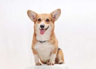 AI InsurTech Corgi’s valuation soars to $4bn AI InsurTech Corgi's valuation soars to $4bn