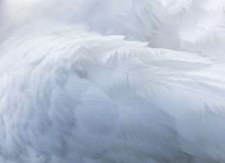 Feathery’s $30m raise targets insurance workflow gaps Feathery’s $30m raise targets insurance workflow gaps