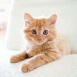 Foxen and Chubb's Healthy Paws launch pet cover deal