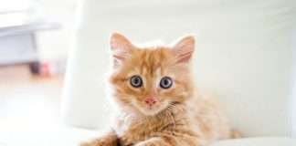 Foxen and Chubb's Healthy Paws launch pet cover deal