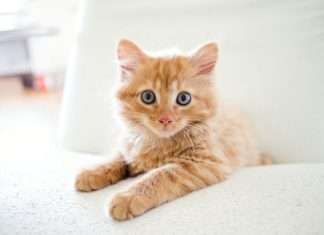 Foxen and Chubb’s Healthy Paws launch pet cover deal Foxen and Chubb's Healthy Paws launch pet cover deal