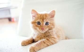 Foxen and Chubb's Healthy Paws launch pet cover deal