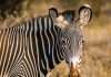 Blue Zebra extends QBE partnership to bolster motor offering Blue Zebra extends QBE partnership to bolster motor offering