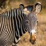 Blue Zebra extends QBE partnership to bolster motor offering