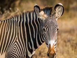 Blue Zebra extends QBE partnership to bolster motor offering