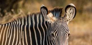 Blue Zebra extends QBE partnership to bolster motor offering