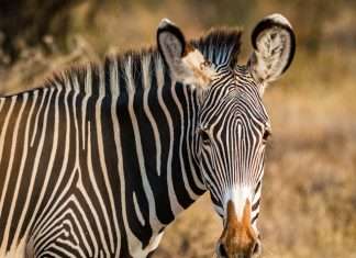 Blue Zebra extends QBE partnership to bolster motor offering Blue Zebra extends QBE partnership to bolster motor offering