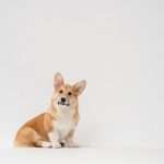 Corgi and Trucker Path launch route-data cover