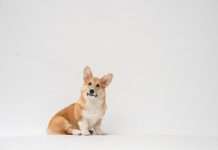 Corgi and Trucker Path launch route-data cover