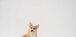 Corgi and Trucker Path launch route-data cover