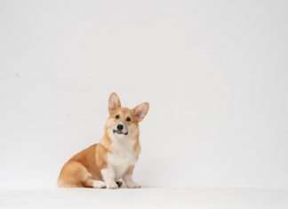 Corgi and Trucker Path launch route-data cover