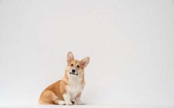 Corgi and Trucker Path launch route-data cover