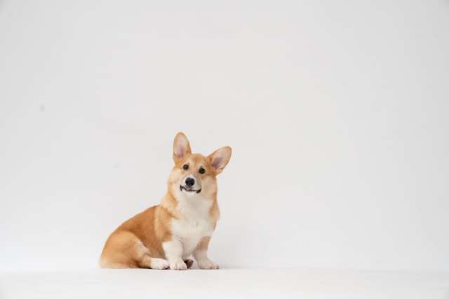 fatty-corgi-wHgkrmuMFOY-unsplash Corgi and Trucker Path launch route-data cover