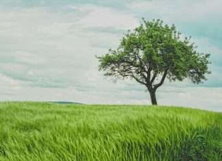 LendingTree bets on product breadth to drive growth LendingTree bets on product breadth to drive growth