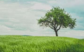 LendingTree bets on product breadth to drive growth LendingTree bets on product breadth to drive growth