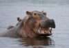 Hippo grows homeowners insurance reach to 22 US states