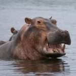 Hippo grows homeowners insurance reach to 22 US states