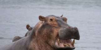 Hippo grows homeowners insurance reach to 22 US states