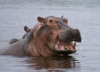 Hippo grows homeowners insurance reach to 22 US states