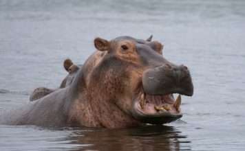 Hippo grows homeowners insurance reach to 22 US states Hippo grows homeowners insurance reach to 22 US states