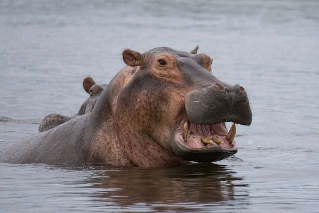 jonathan-gohner-qxVxn-Mp8f4-unsplash Hippo grows homeowners insurance reach to 22 US states