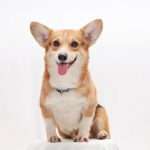 Corgi raises $40.7m as AI insurer builds on $2.6bn valuation
