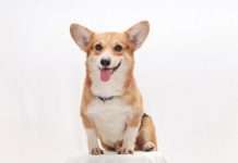 Corgi raises $40.7m as AI insurer builds on $2.6bn valuation