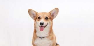 Corgi raises $40.7m as AI insurer builds on $2.6bn valuation