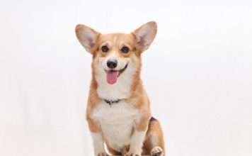 Corgi raises $40.7m as AI insurer builds on $2.6bn valuation