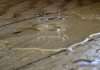 ZestyAI’s Z-WATER wins approval in 20+ US states ZestyAI's Z-WATER wins approval in 20+ US states