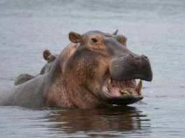 Hippo’s AI claims model lifts customer satisfaction Hippo's AI claims model lifts customer satisfaction