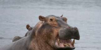 Hippo's AI claims model lifts customer satisfaction