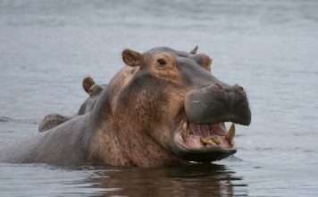 Hippo's AI claims model lifts customer satisfaction