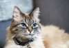 ManyPets debuts UK's first ChatGPT insurance plugin