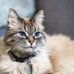 ManyPets debuts UK's first ChatGPT insurance plugin