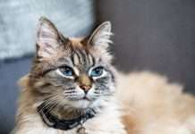ManyPets debuts UK's first ChatGPT insurance plugin