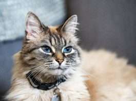 ManyPets debuts UK's first ChatGPT insurance plugin