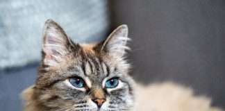 ManyPets debuts UK's first ChatGPT insurance plugin