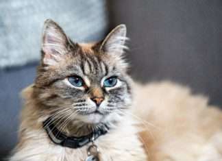 ManyPets debuts UK's first ChatGPT insurance plugin