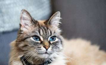 ManyPets debuts UK's first ChatGPT insurance plugin