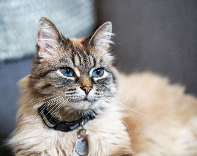 adrien-lkgFIff-bAw-unsplash ManyPets debuts UK's first ChatGPT insurance plugin