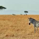 The Zebra links with AI assistant Muse for insurance quotes The Zebra links with AI assistant Muse for insurance quotes