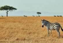 The Zebra links with AI assistant Muse for insurance quotes