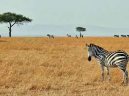 The Zebra links with AI assistant Muse for insurance quotes