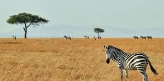 The Zebra links with AI assistant Muse for insurance quotes The Zebra links with AI assistant Muse for insurance quotes