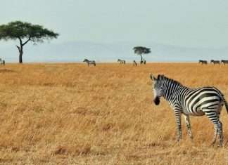 The Zebra links with AI assistant Muse for insurance quotes