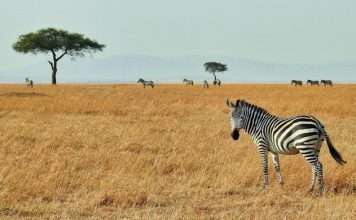 The Zebra links with AI assistant Muse for insurance quotes The Zebra links with AI assistant Muse for insurance quotes