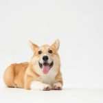 Corgi targets growing AI infrastructure risks with data centre insurance