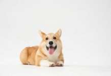 Corgi targets growing AI infrastructure risks with data centre insurance