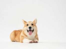 Corgi targets growing AI infrastructure risks with data centre insurance